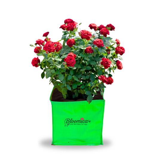 12x12x12 Inches (1x1x1 Ft) - 260 GSM HDPE Rectangular Grow Bag