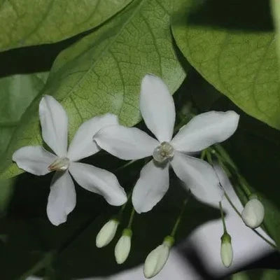 Water Jasmine Single Petal Highly Fragrant Flowering Rare Live Plant - Variegated Leaves