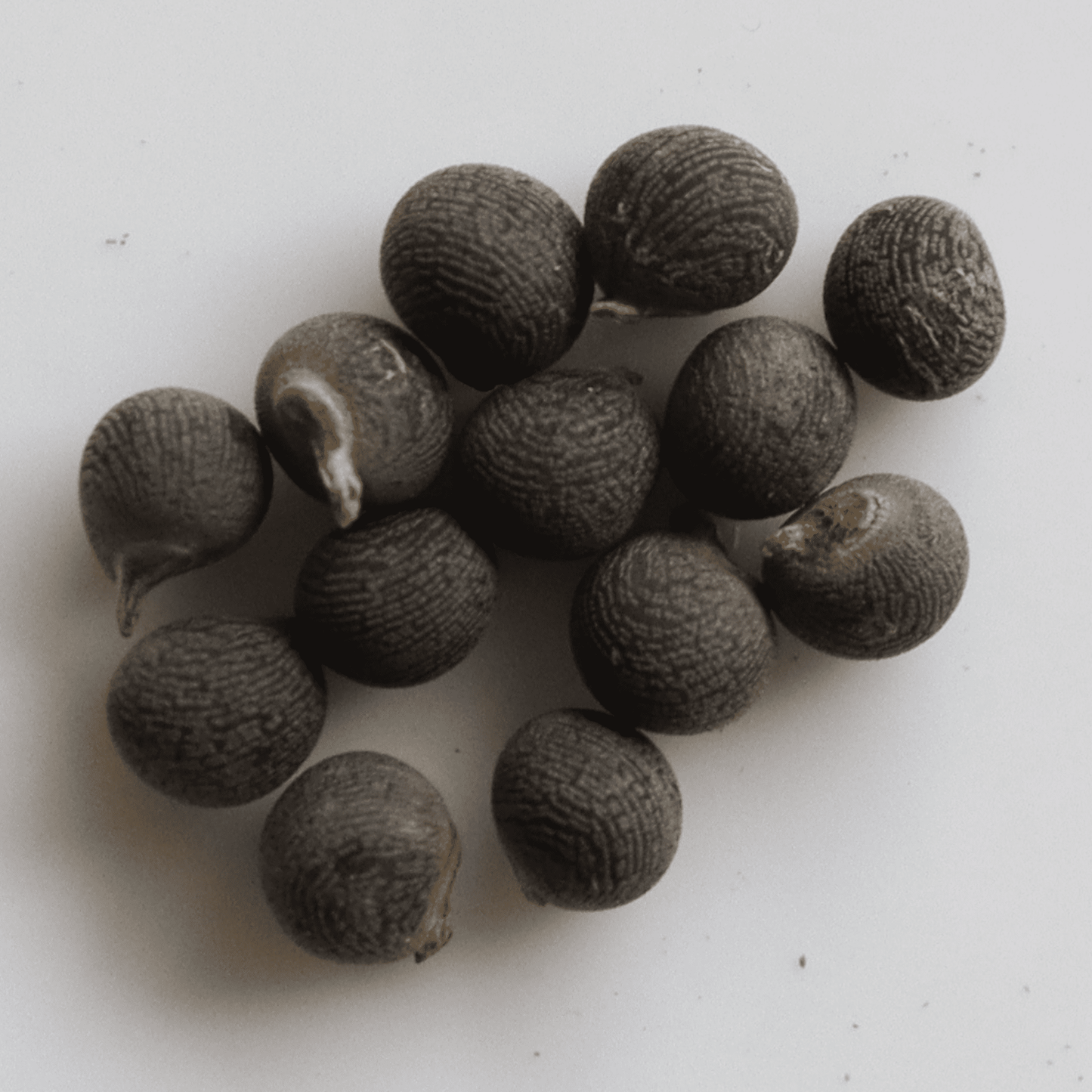 Organic Lotus Ladies Finger Seeds - Open Pollinated