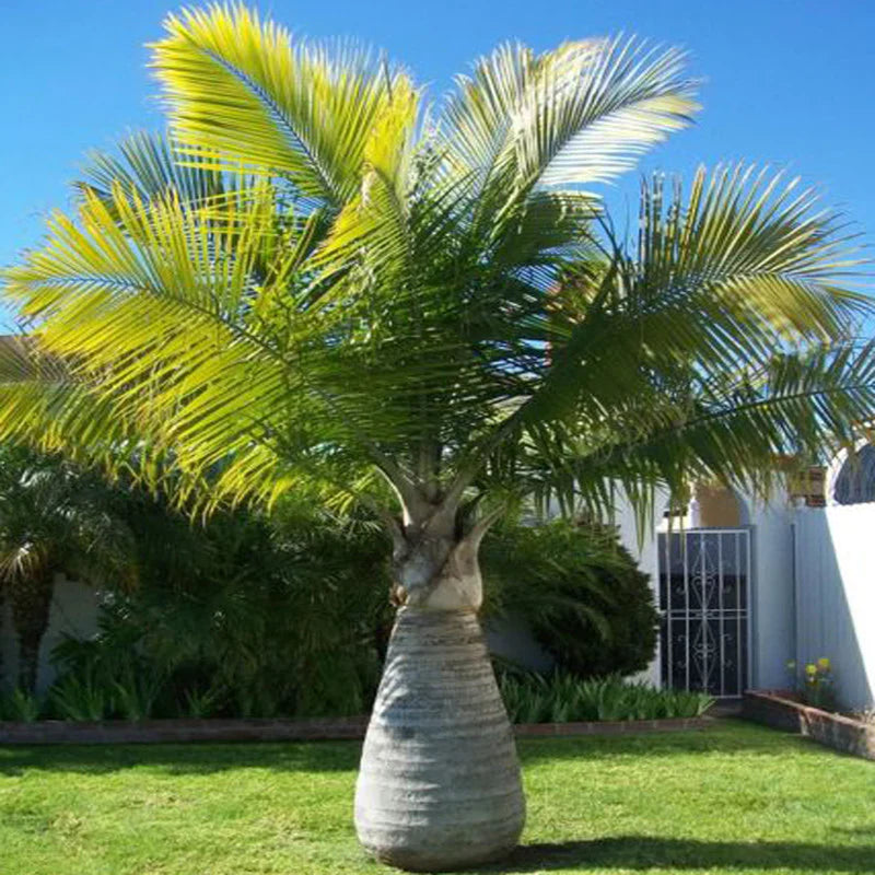 champagne palm plant Champagne Palm Ornamental Live Plant – Bloomica