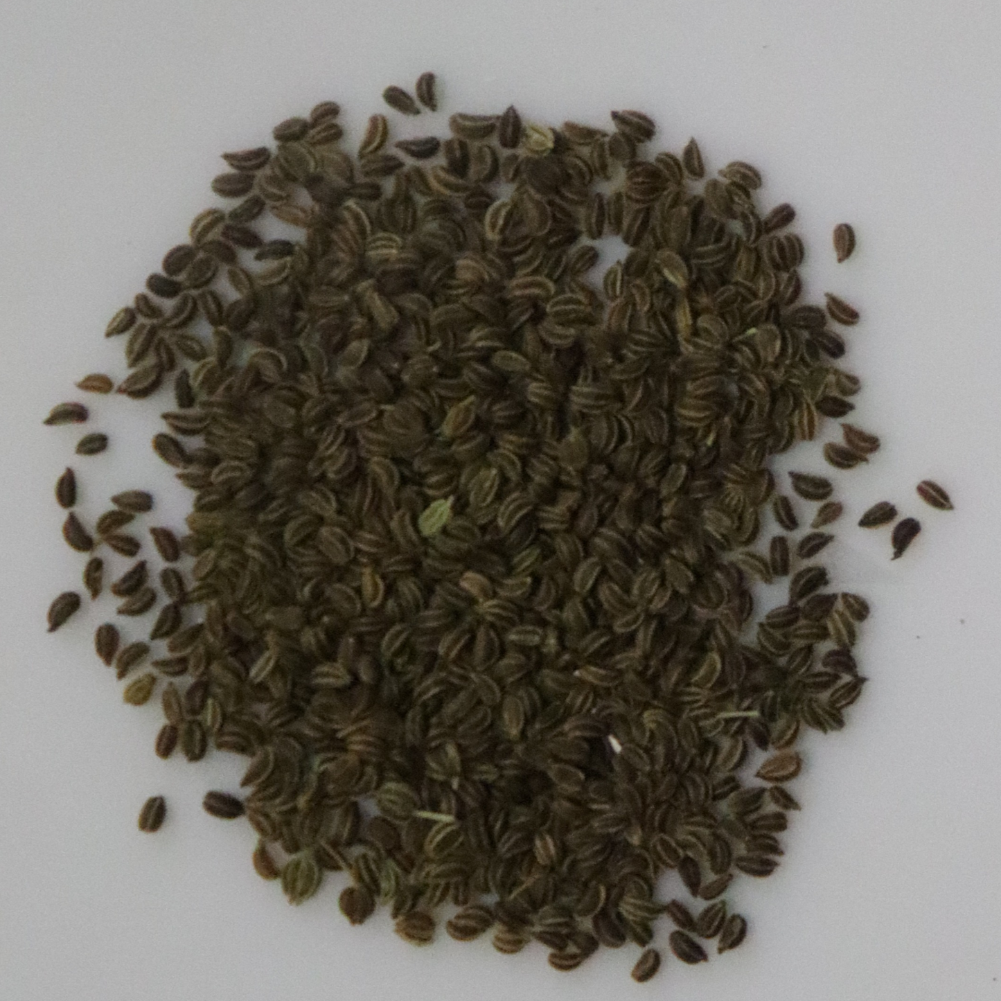 Organic Celery Seeds - Open Pollinated