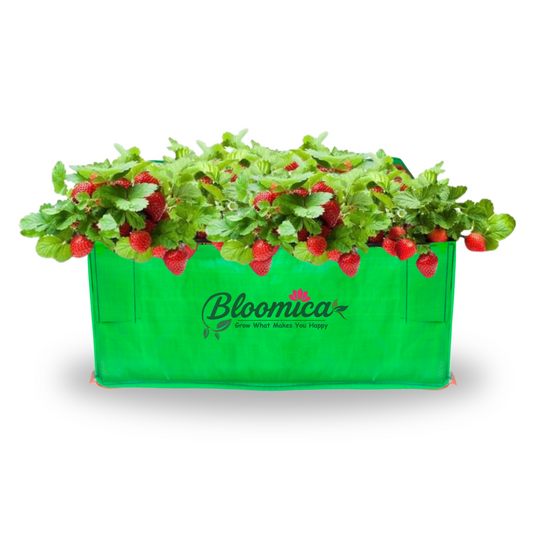 24x24x12 Inches (2x2x1 Ft) - 260 GSM HDPE Rectangular Grow Bag