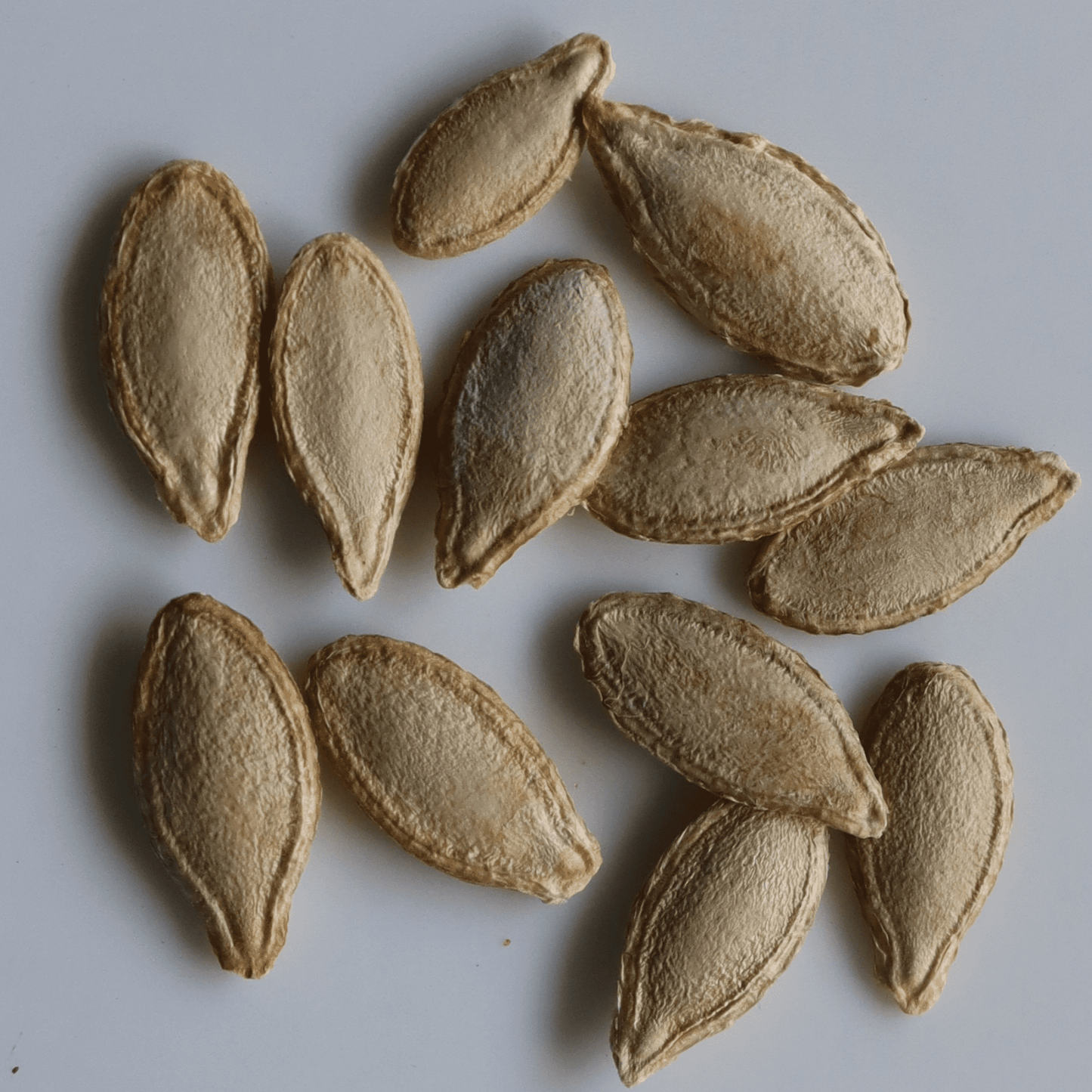 Organic Pumpkin Seeds - Open Pollinated