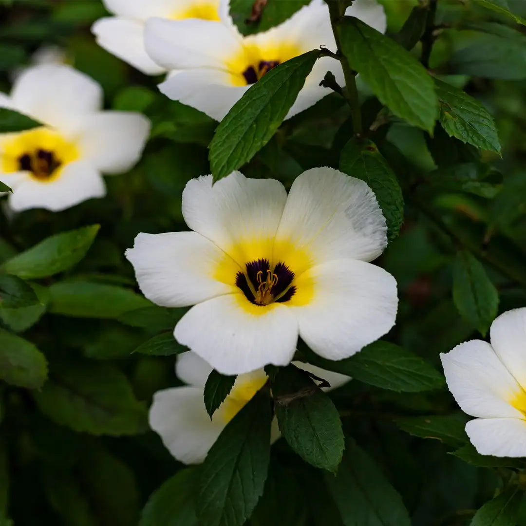 buttercup succulent White buttercup (Turnera subulata) Flowering Live Plant – Bloomica