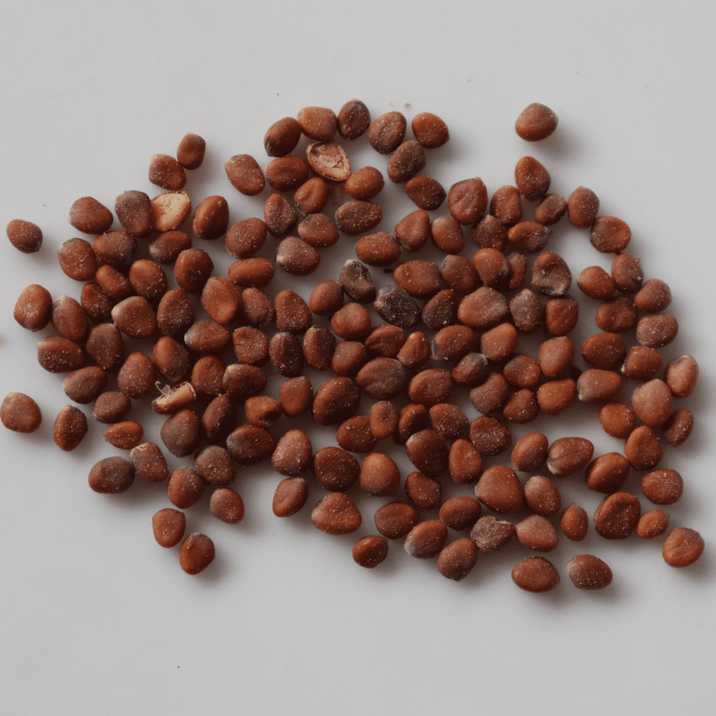 Organic White Radish Seeds - Open Pollinated