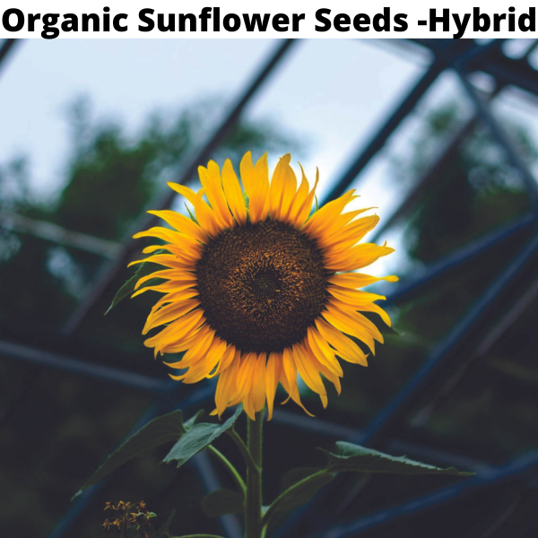 Flower Seeds Bundle