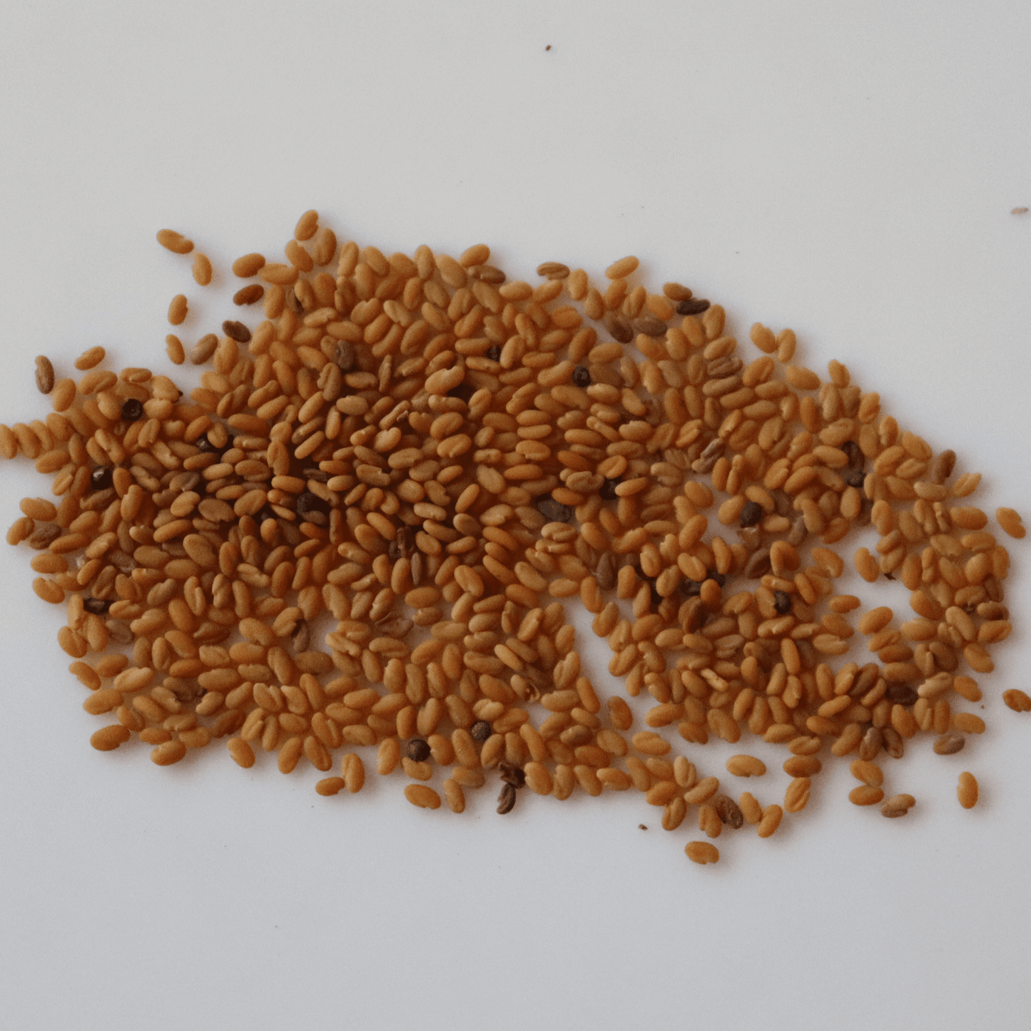 Organic Kasuri Methi (Fenugreek) Leaf Seeds - Open Pollinated