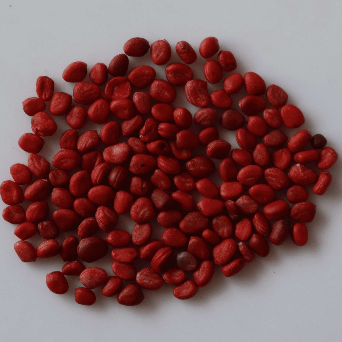 Organic Red Radish Seeds - Open Pollinated