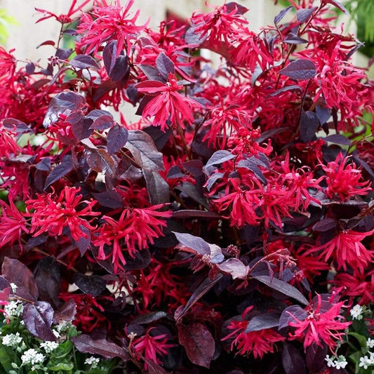 Loropetalum Chinese Fringe All Time Flowering Live Plant