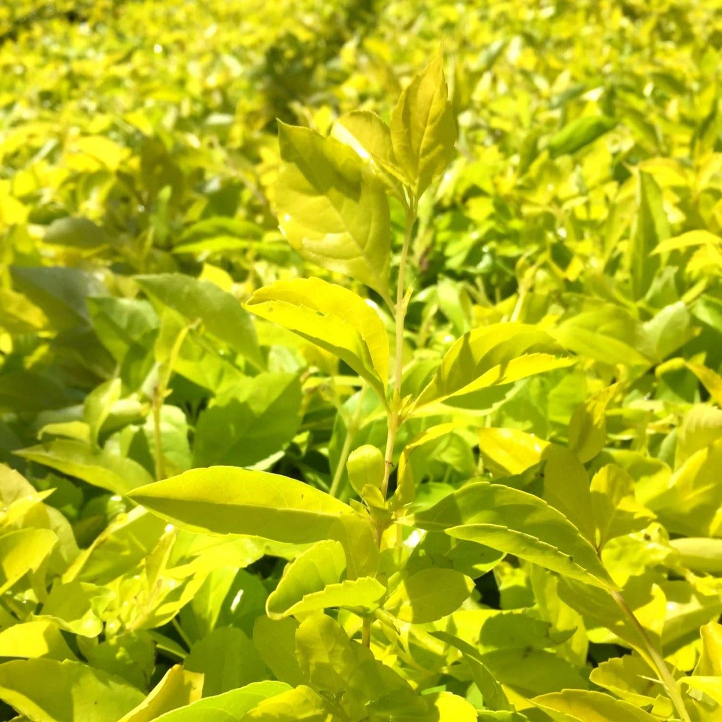 Duranta Erecta Purple Flower with Yellow (Gold Mound) Leaves Ornamental Live Plant