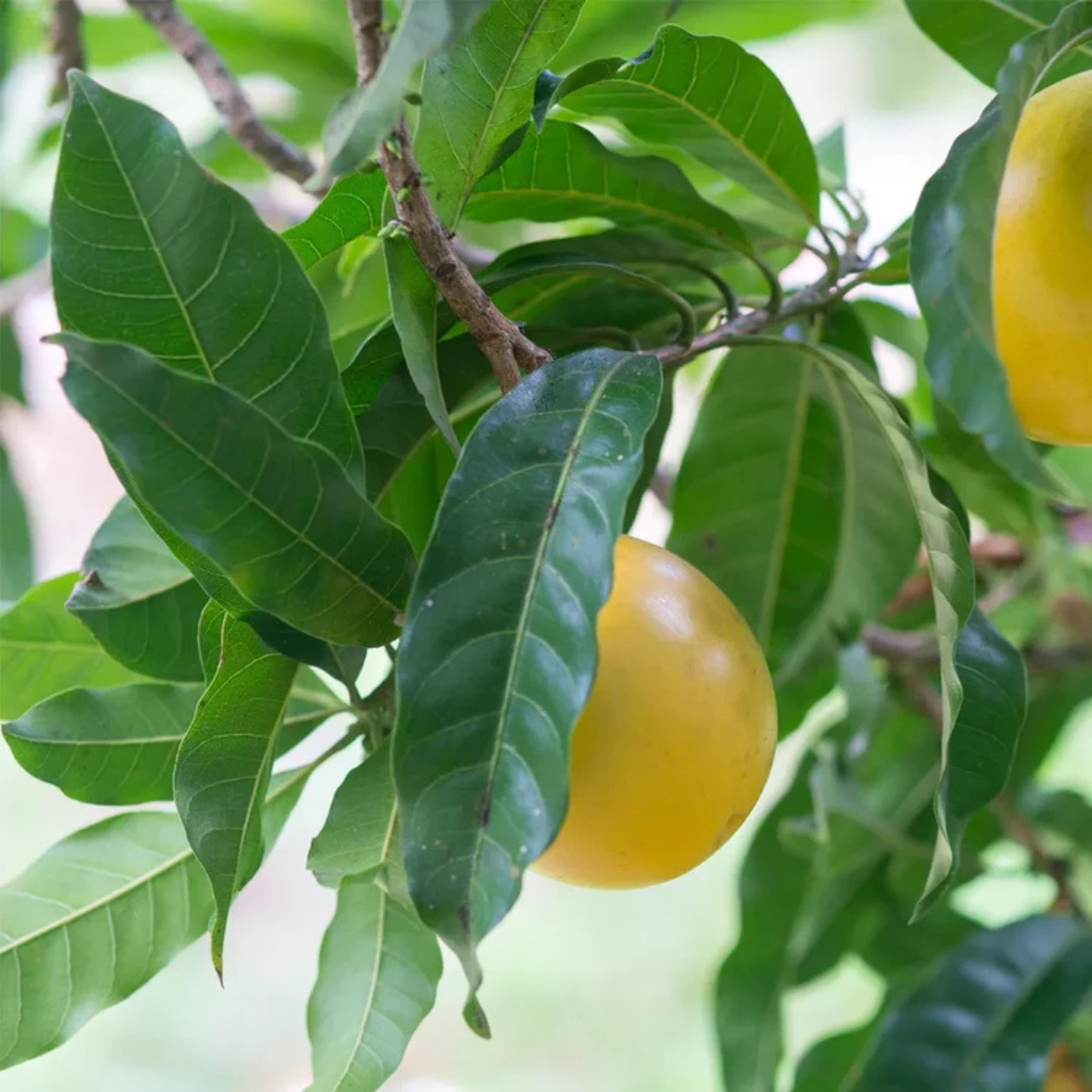 Abiu Exotic Fruit (Pouteria caimito) Live Plant