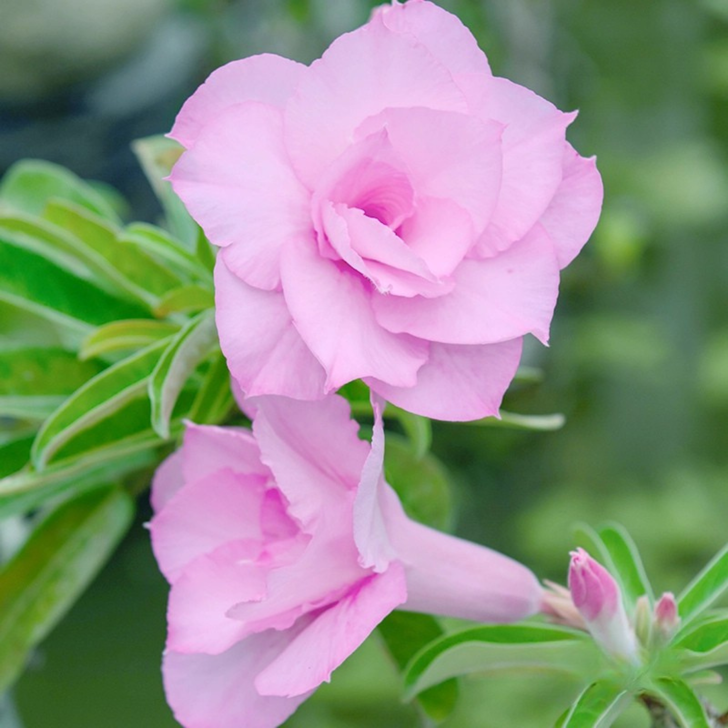 Adenium Pink Double Petal Desert Rose Rare Live Flowering Plant