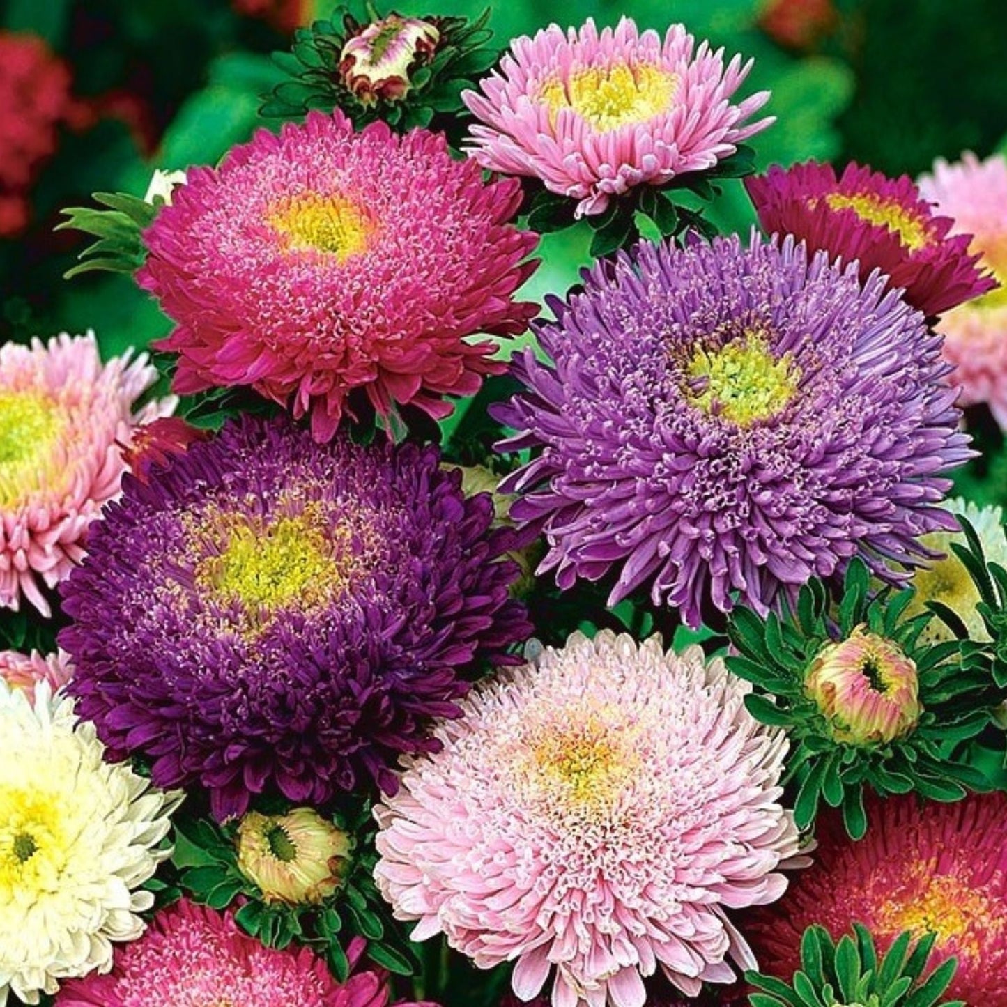 Aster Princess Mix Seeds