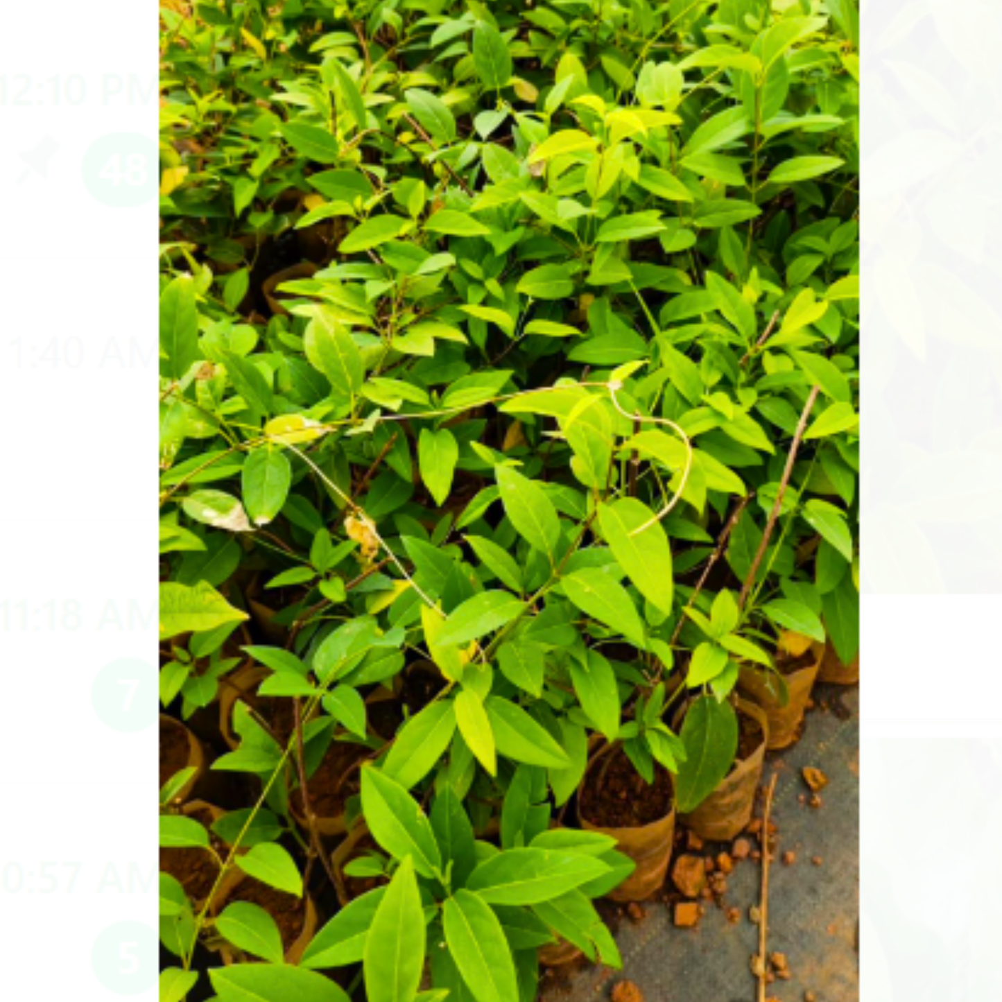 Australian Gold Vine / Maiden's Jealousy (Tristellateia australasiae) Flowering Live Plant