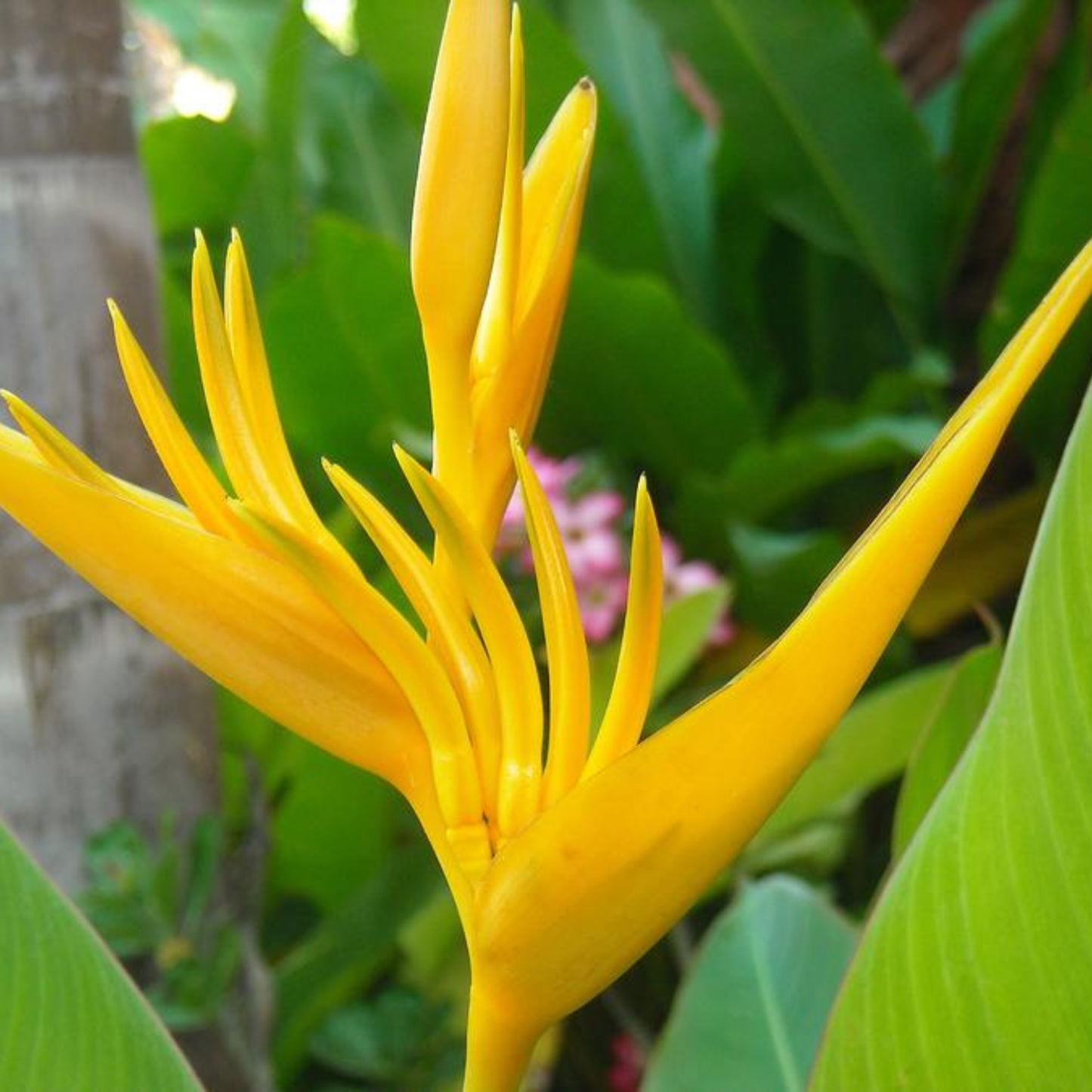 Bird of Paradise Yellow (Caesalpinia gilliesii) Rare Flowering Live Plant
