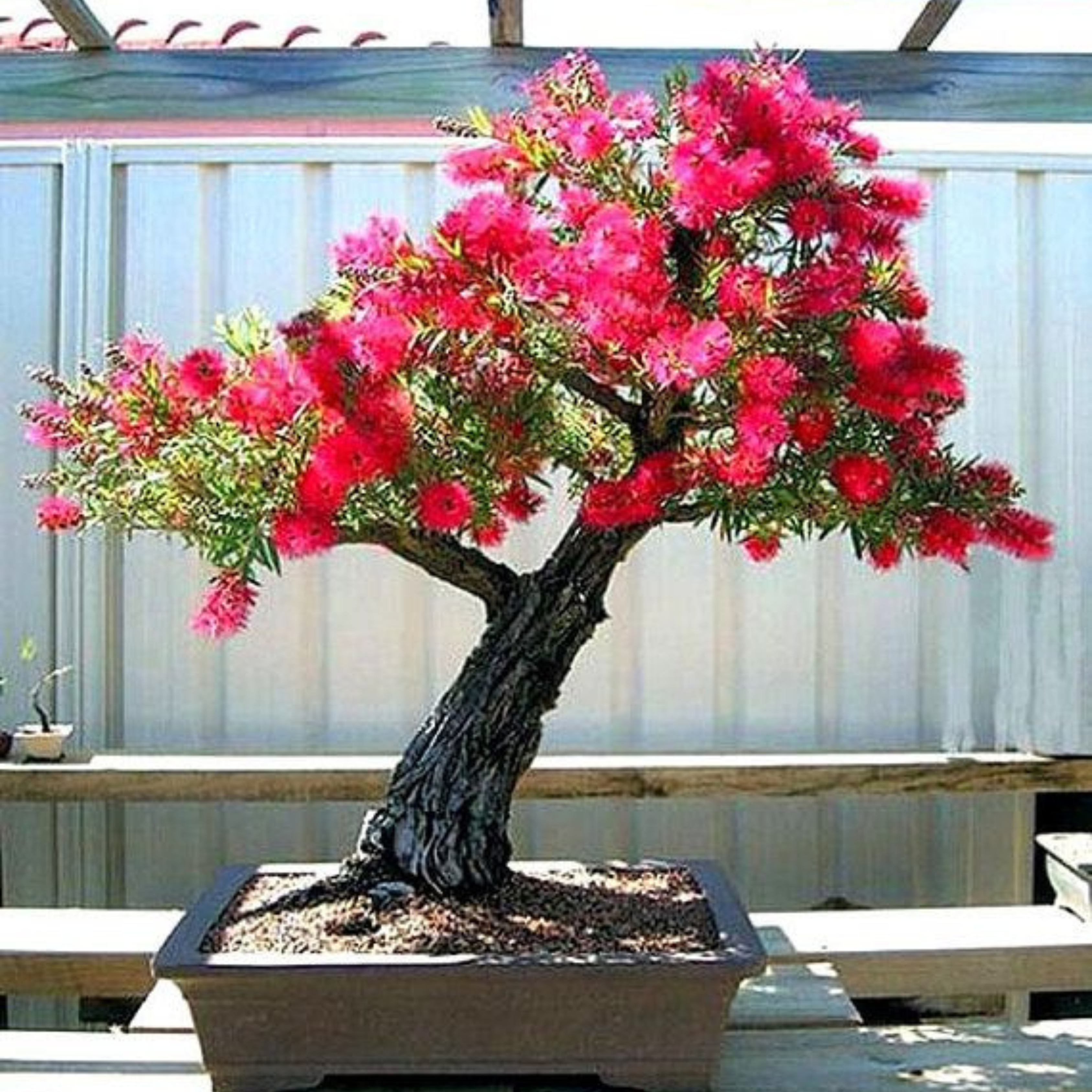 Bottlebrush Bonsai – Flowering Live Plant for Home & Garden