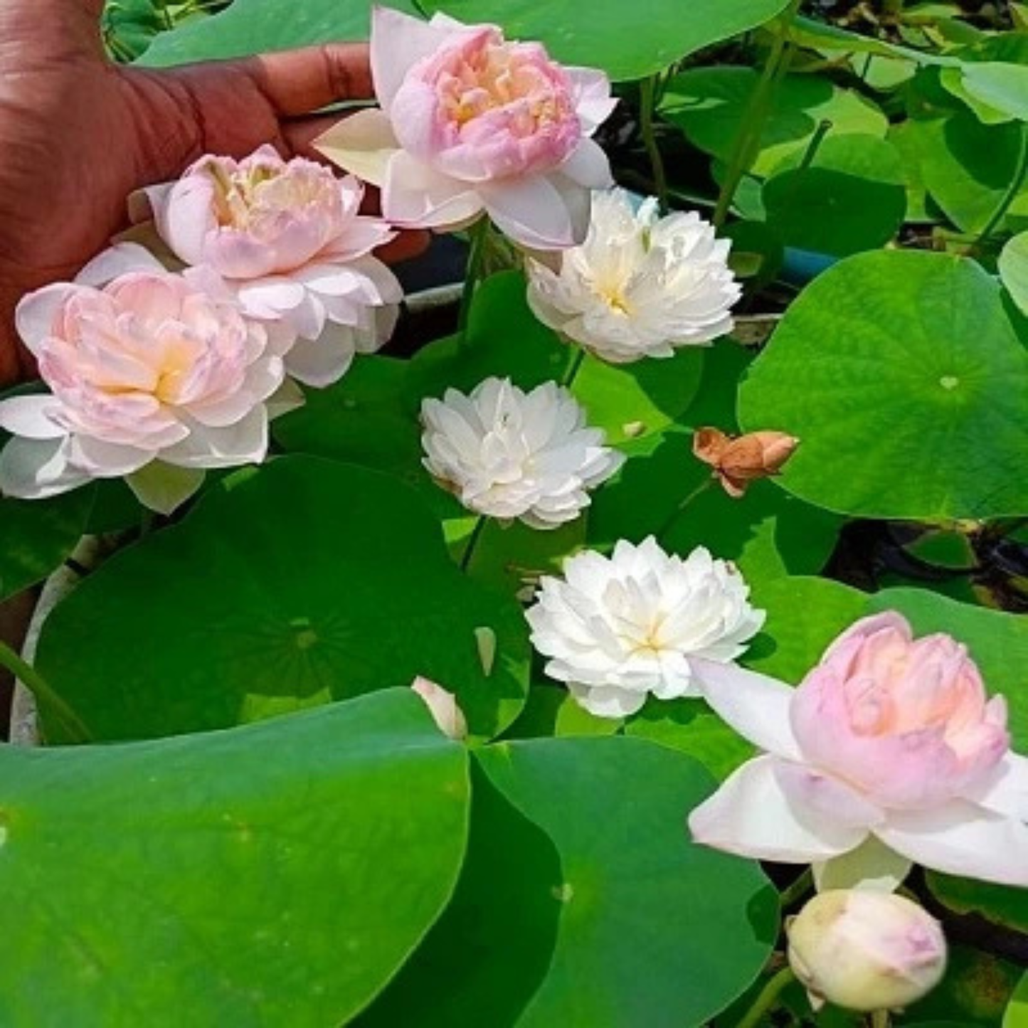 Bowl Lotus Amery Camelia Tuber