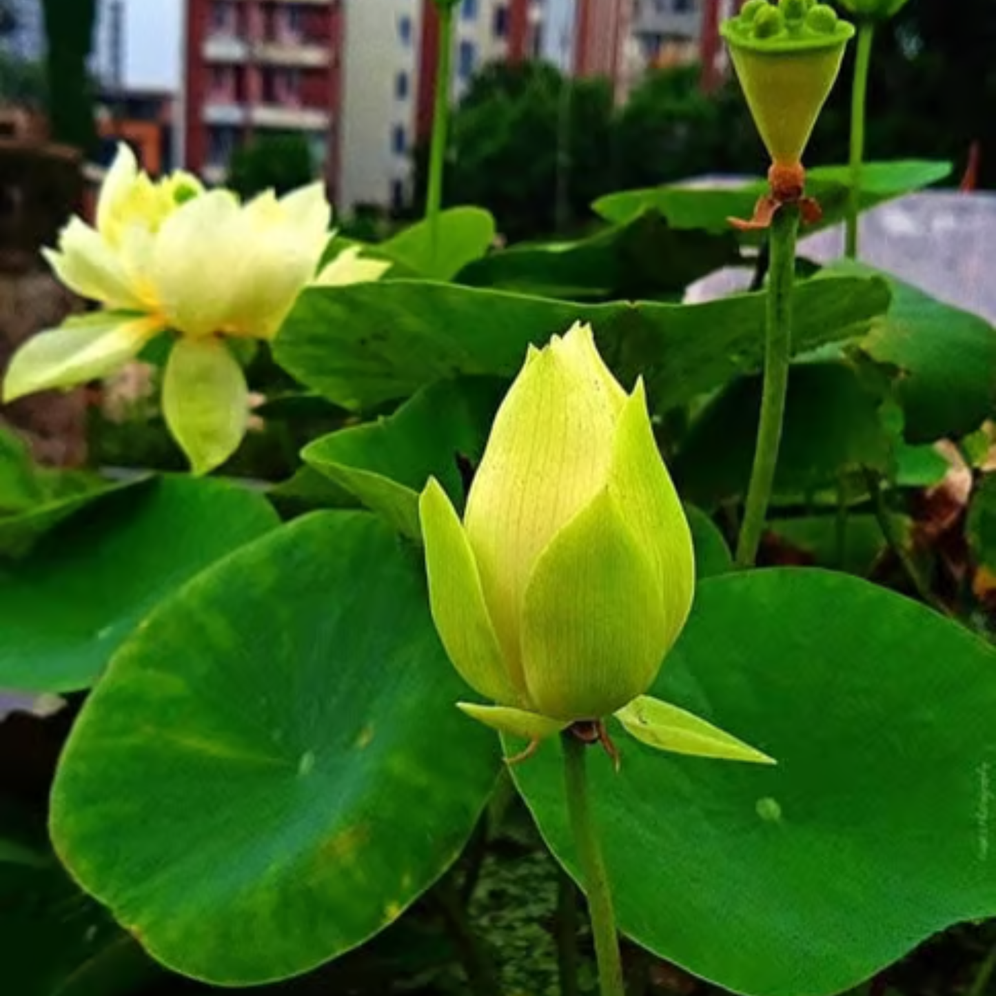 Bowl Lotus Tuber Yellow Peony