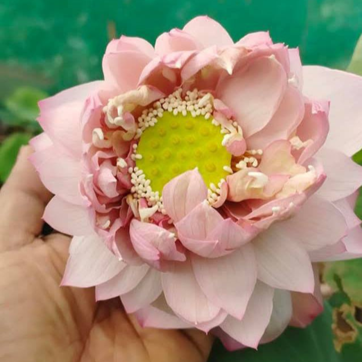 Bowl Lotus Tuber – Peach Lady | Fragrant Double Petal Peach Lotus