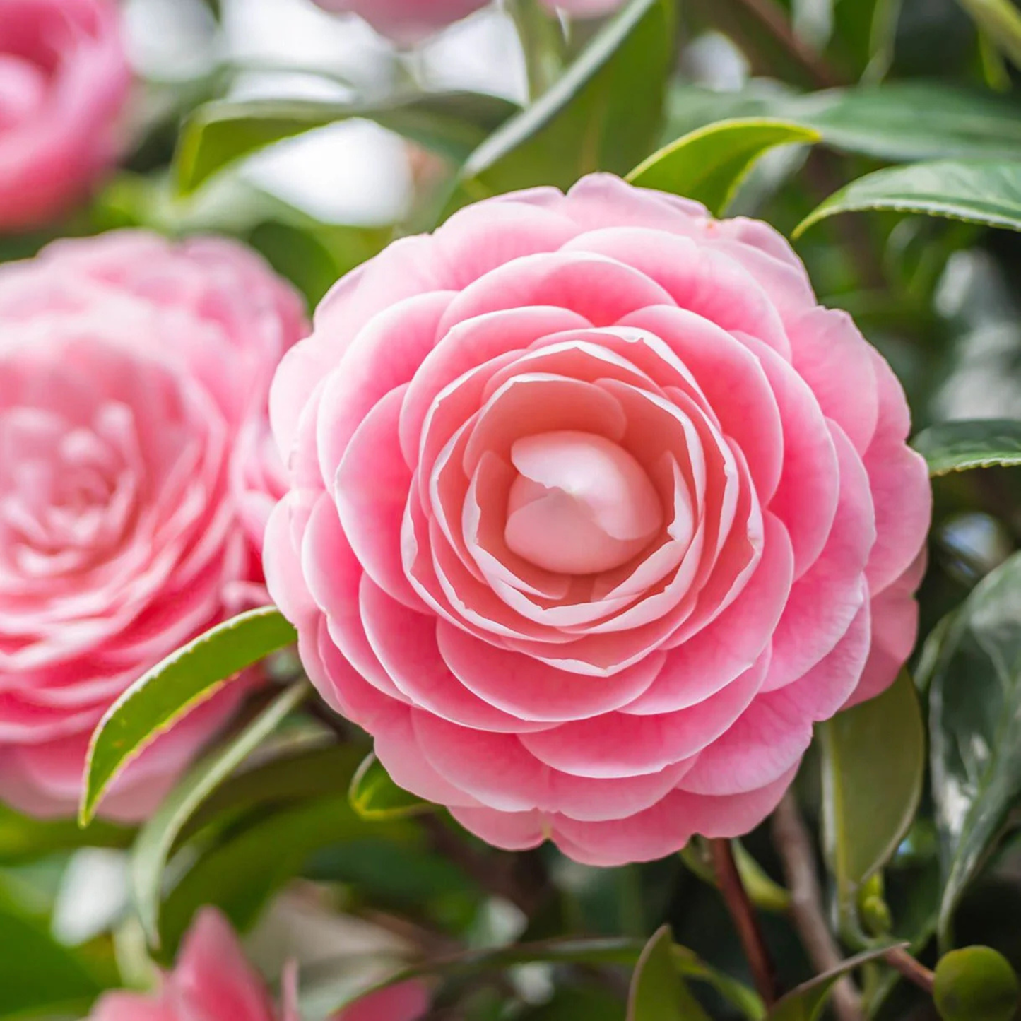 Camellia Pink (Tree Rose) Grafted Rare All Time Flowering Live Plant With Buds