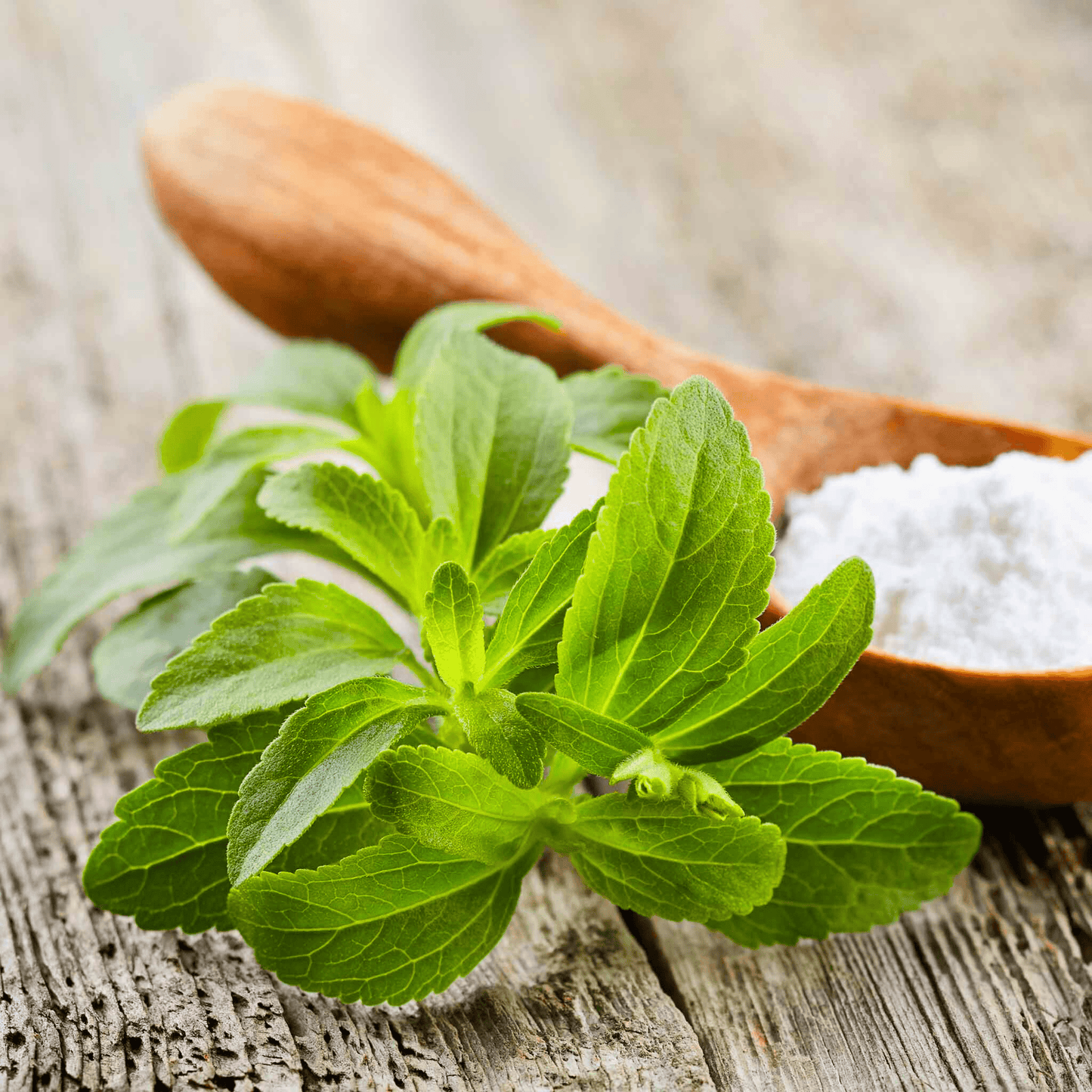 Candy Leaf (Stevia rebaudiana) Medicinal Live Plant