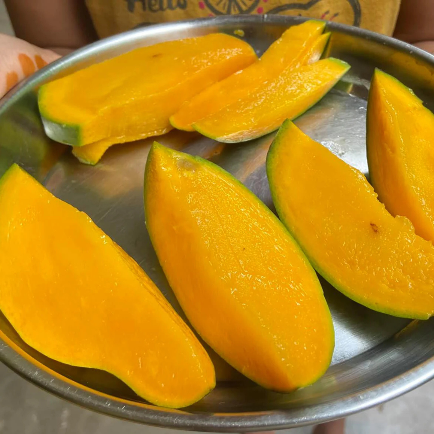 Catimon (Katimon) Mango Grafted Live Plant