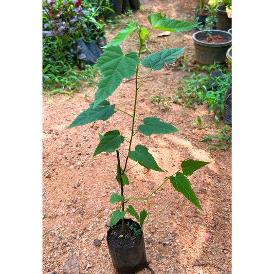 Chinese Lantern (Abutilon megapotamicum) Rare Flowering Live Plant