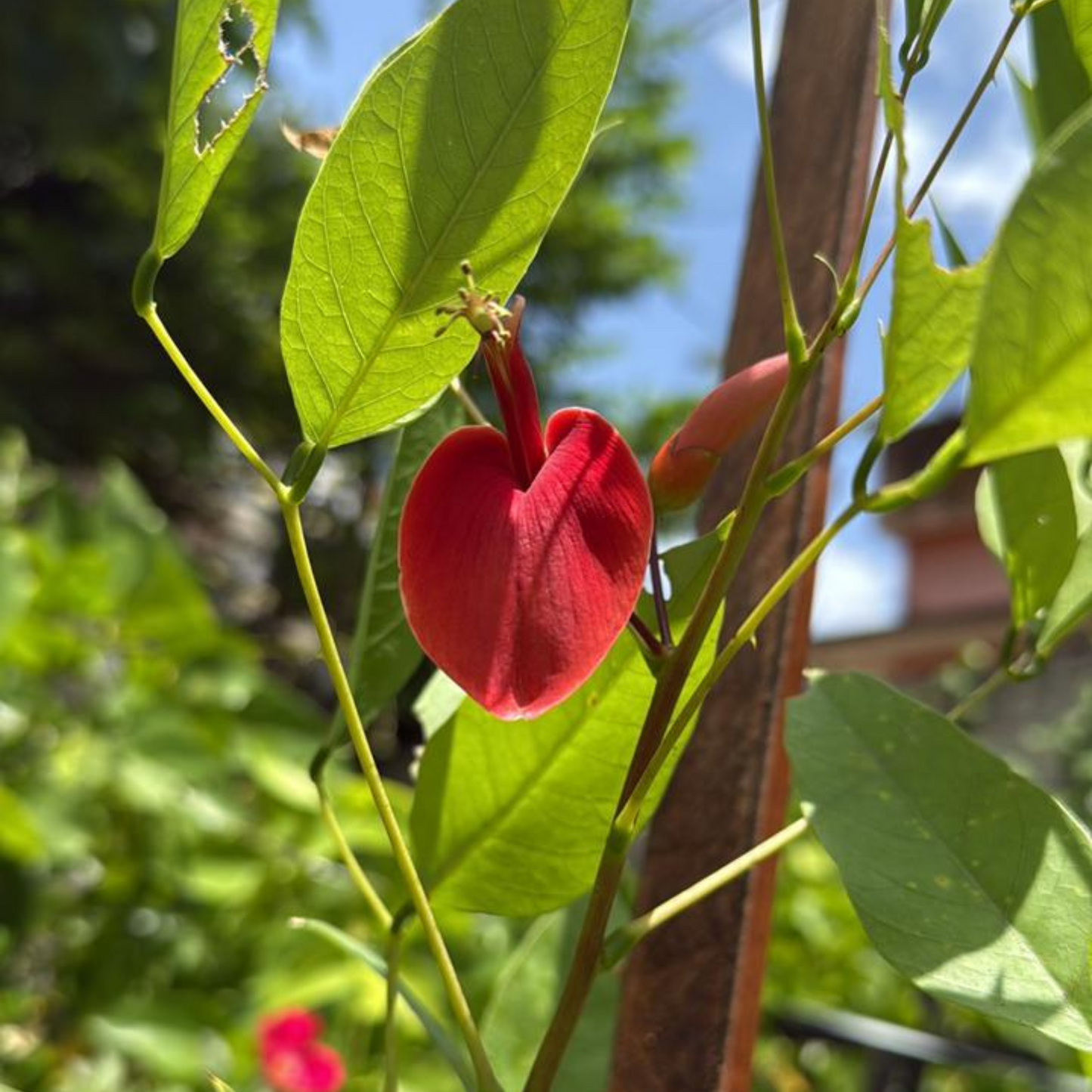 Cockspur Coral Tree (Erythrina crista-galli) Rare Flowering Live Plant