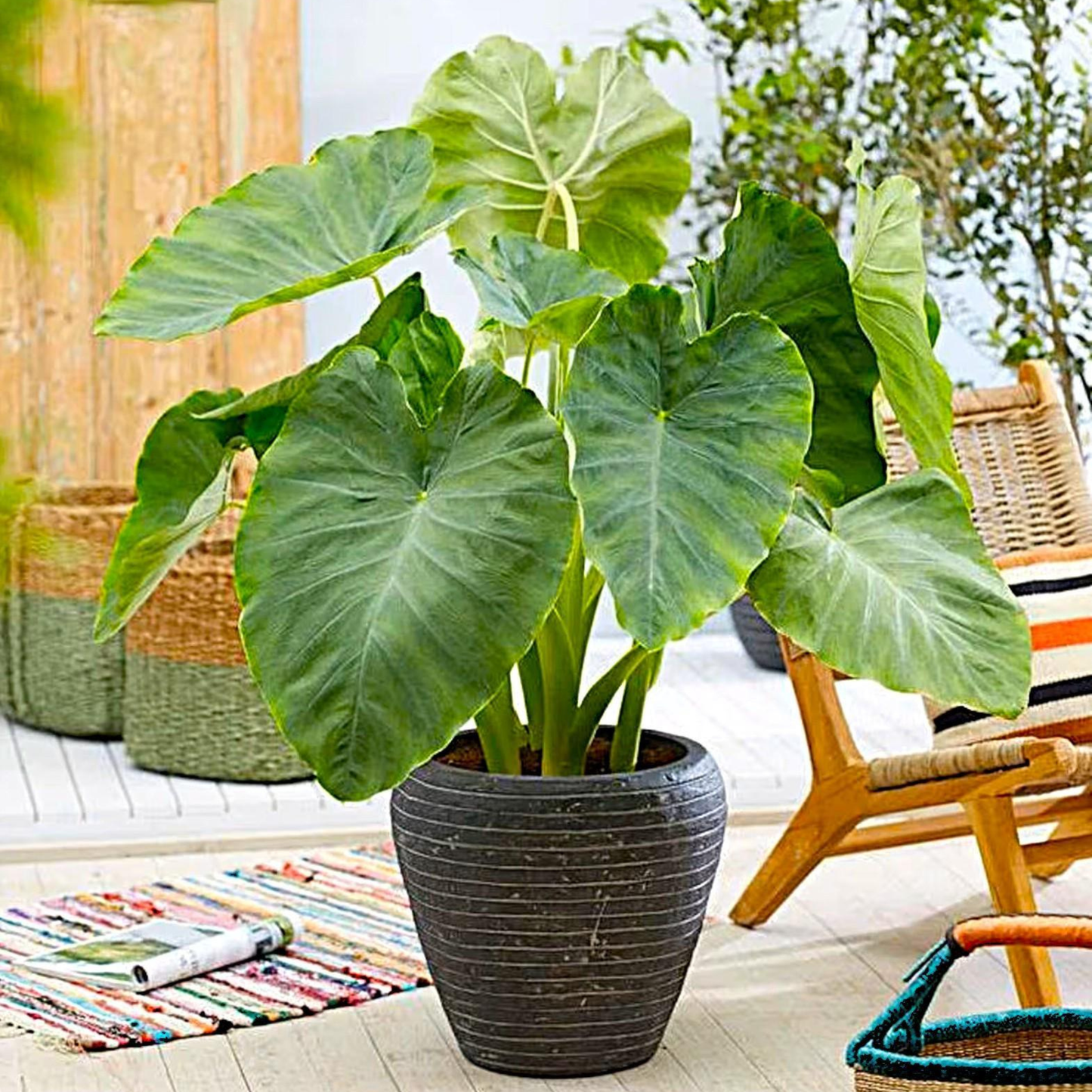 Colocasia Esculenta Rare Indoor Live Plant