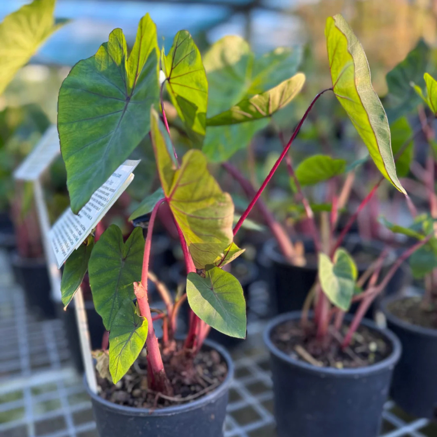 Colocasia 'Hawaii Punch' Rare Indoor Live Plant