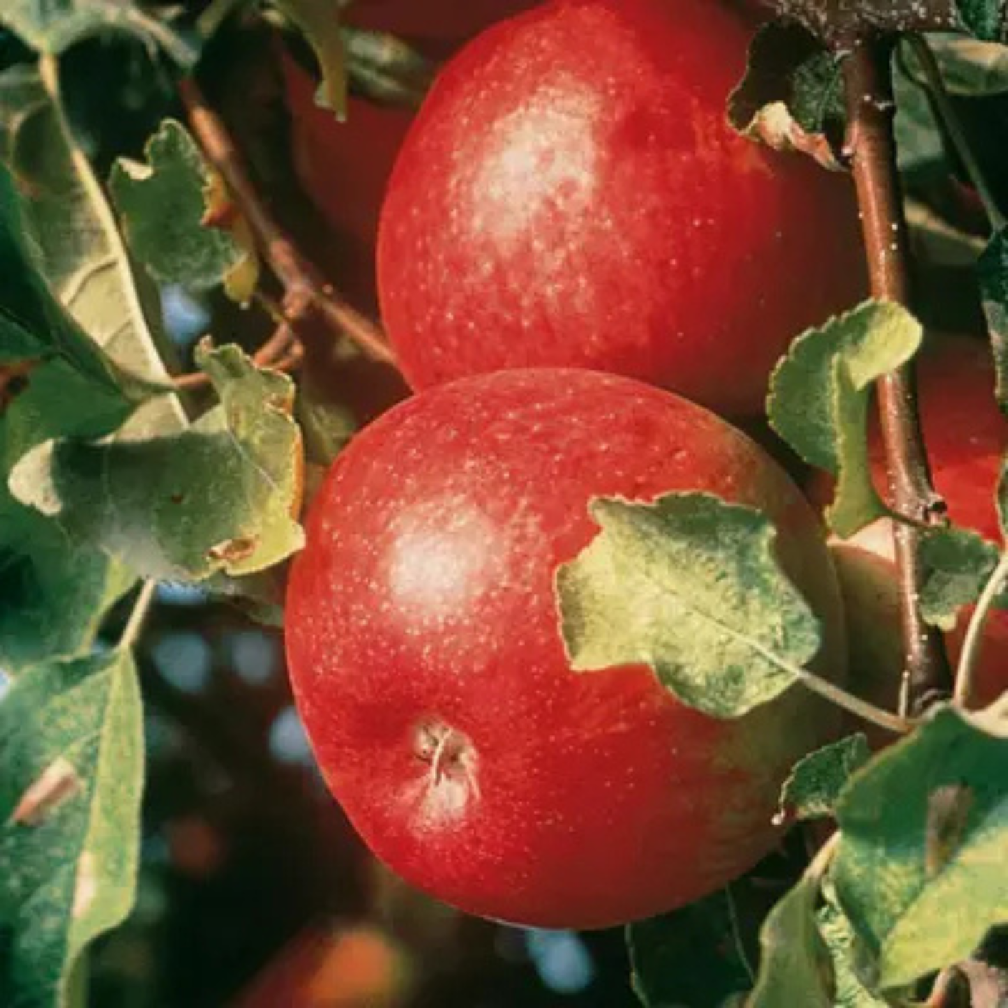 Cortland Apple Grafted Live Plant