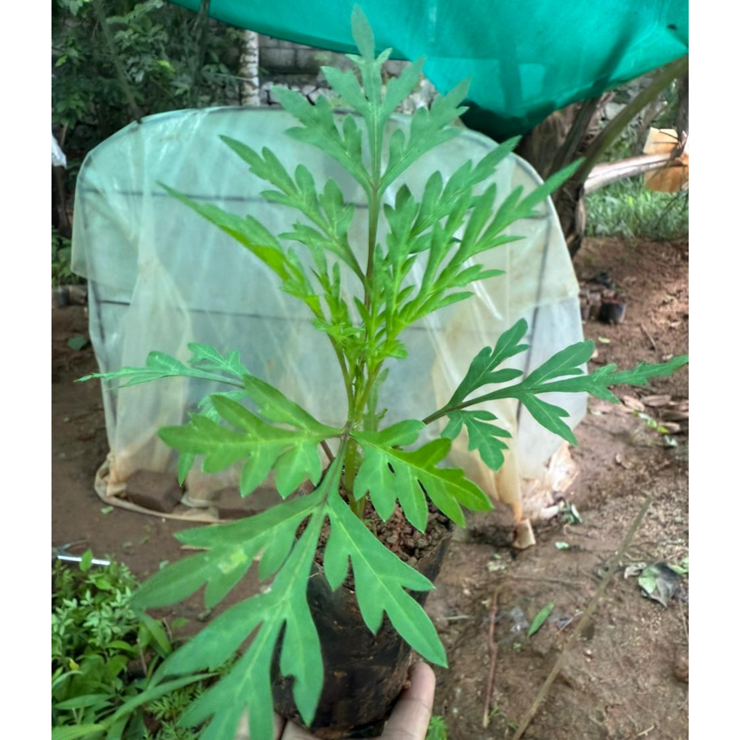 Cosmos Orange and Yellow Mix Flowering Live Plant