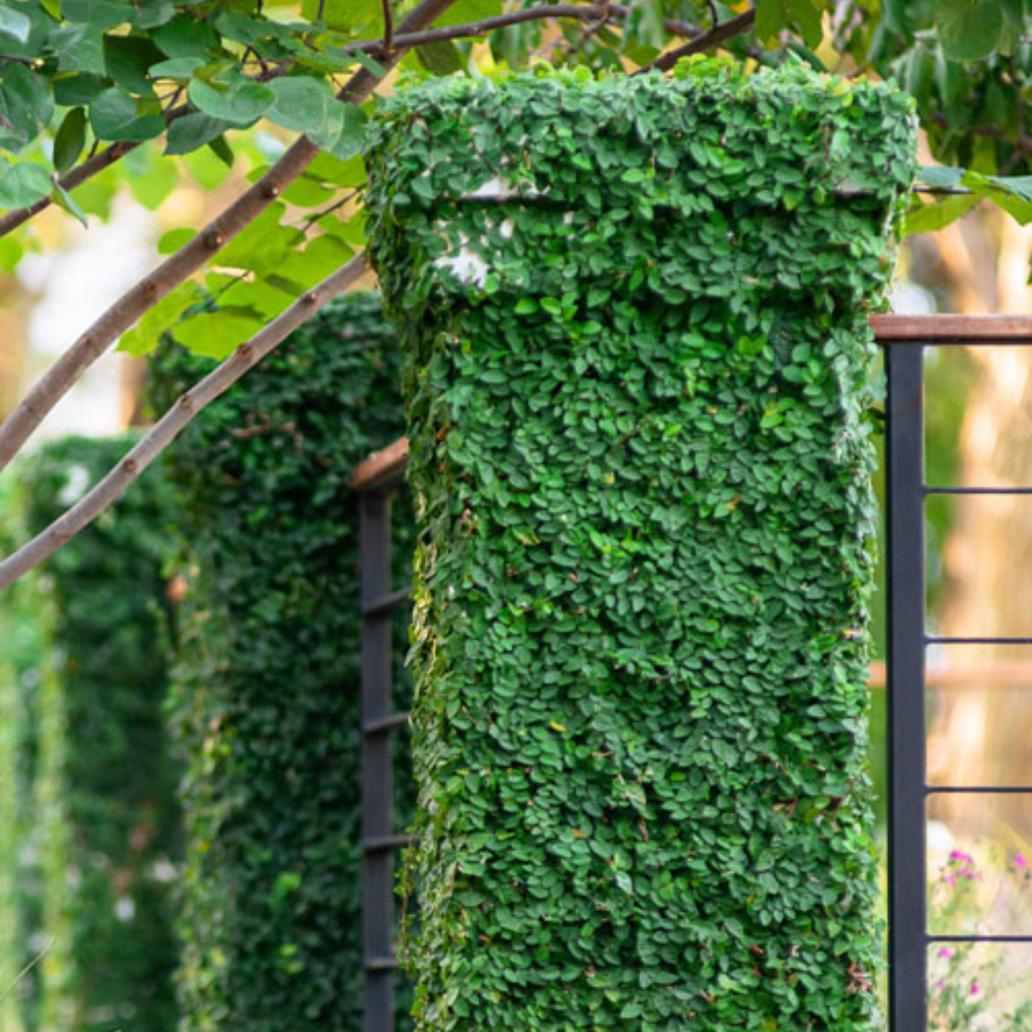 Creeping Fig (Ficus Pumila) Ornamental Live Plant