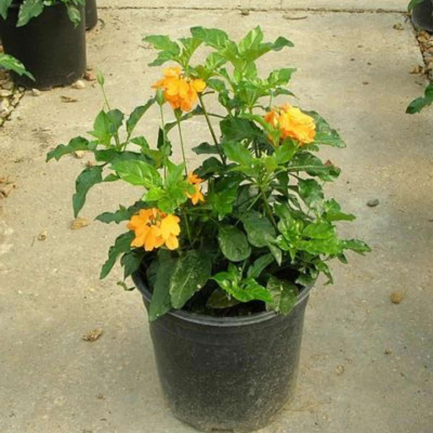Crossandra Yellow (Kanakambaram) All Time Flowering Live Plant