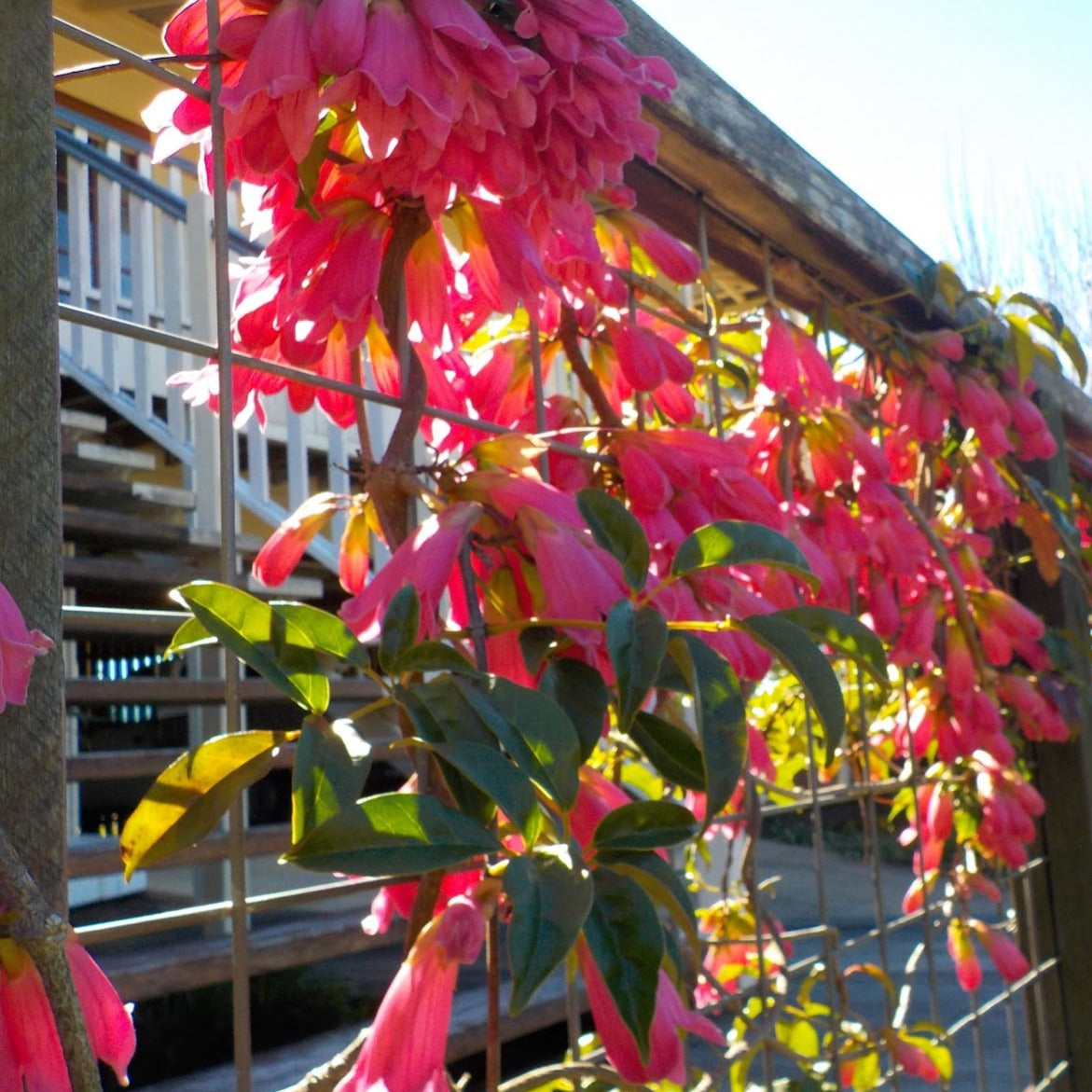 Tecomanthe Hillii (Island Creeper) Flowering Live Plant