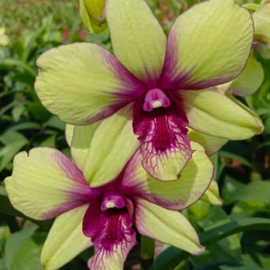 Dendrobium Anucha Flare x Burana Green – Blooming Size