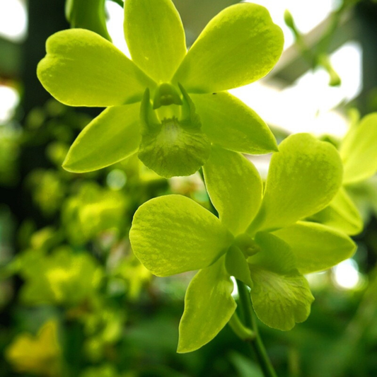 Dendrobium Aridang Green – Blooming Size