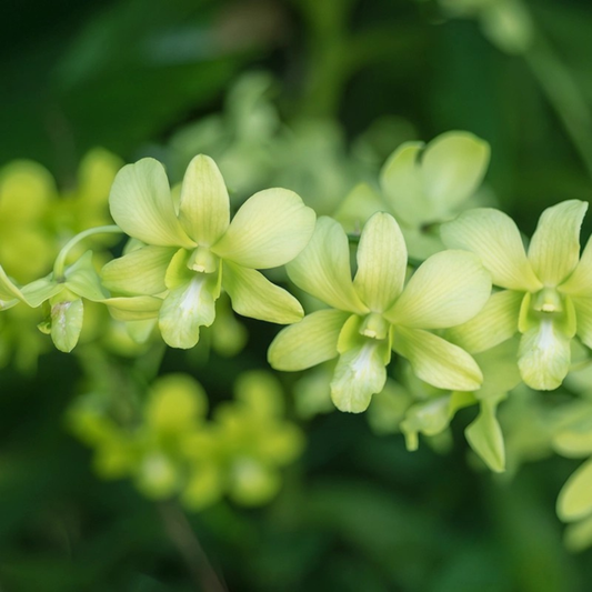Dendrobium Aridang Green – Blooming Size