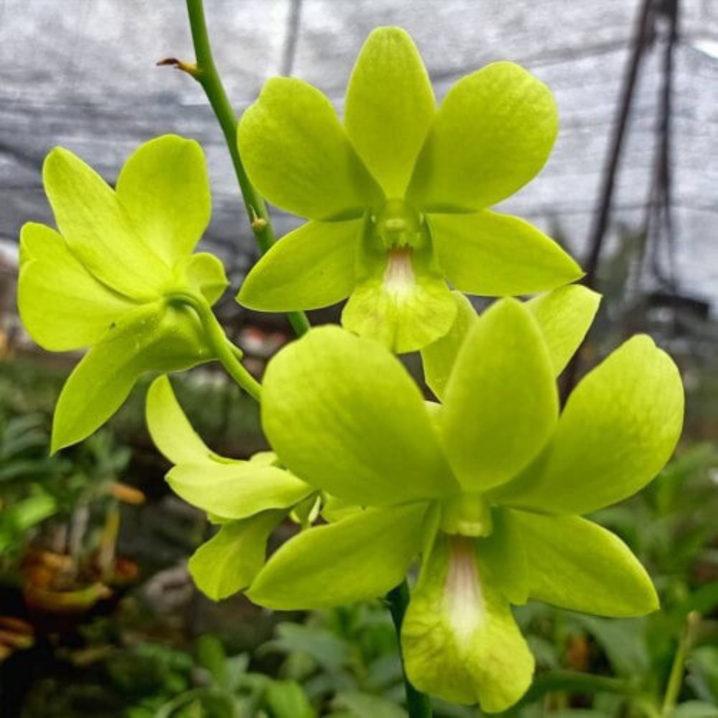Dendrobium Aridang Green – Blooming Size