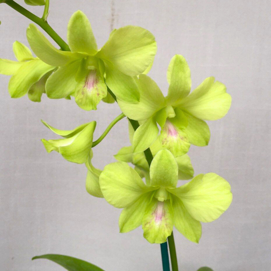 Dendrobium Aridang Green x Burana Jade – Blooming Size