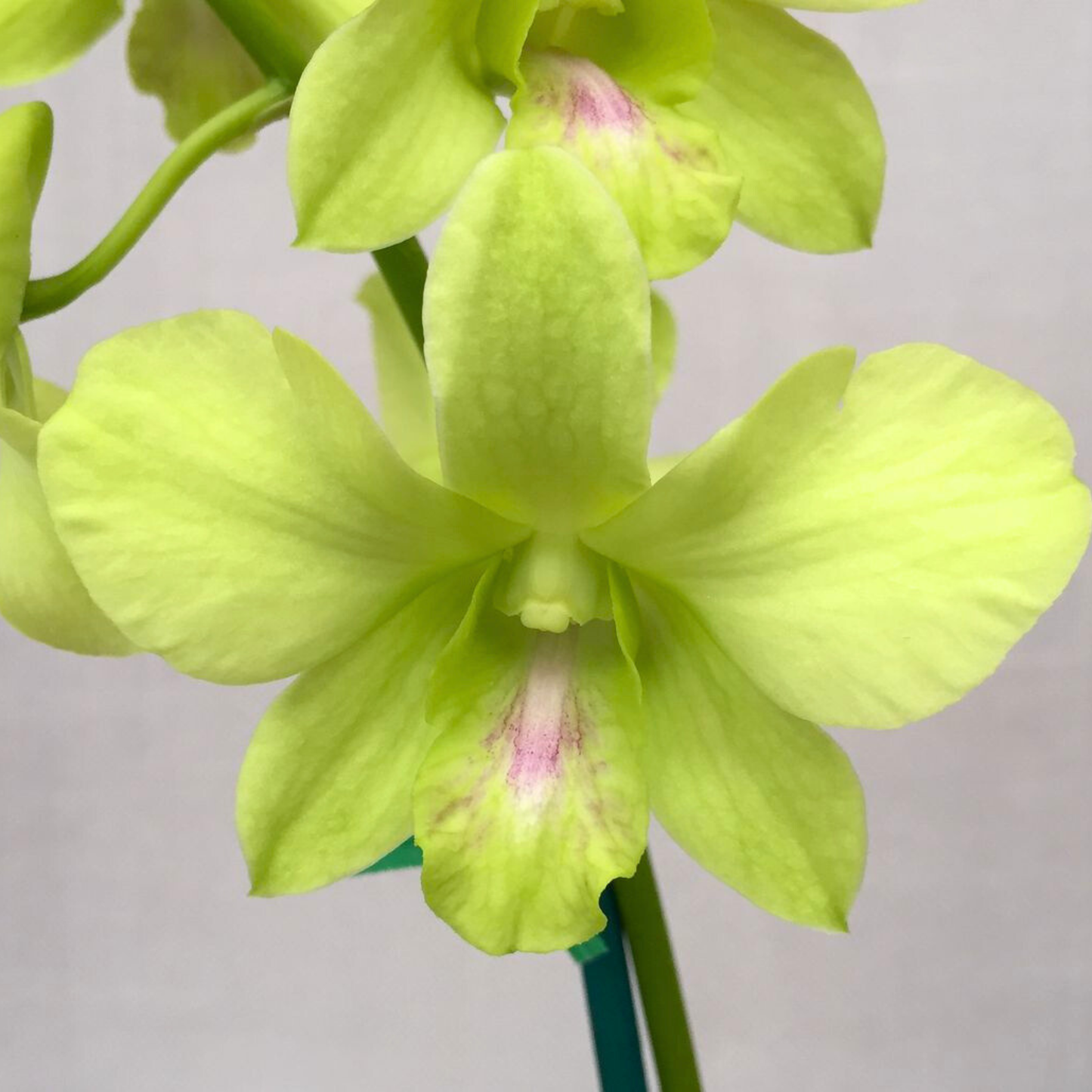 Dendrobium Aridang Green x Burana Jade – Blooming Size