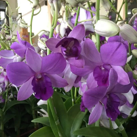 Dendrobium Blue Planet – Blooming Size
