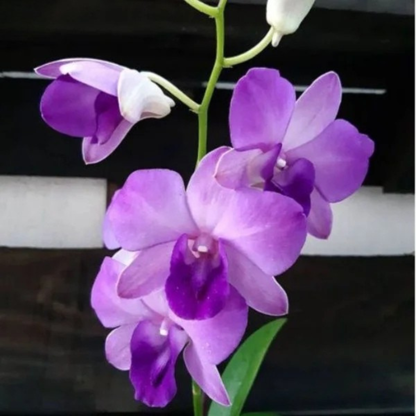 Dendrobium Blue Planet – Blooming Size