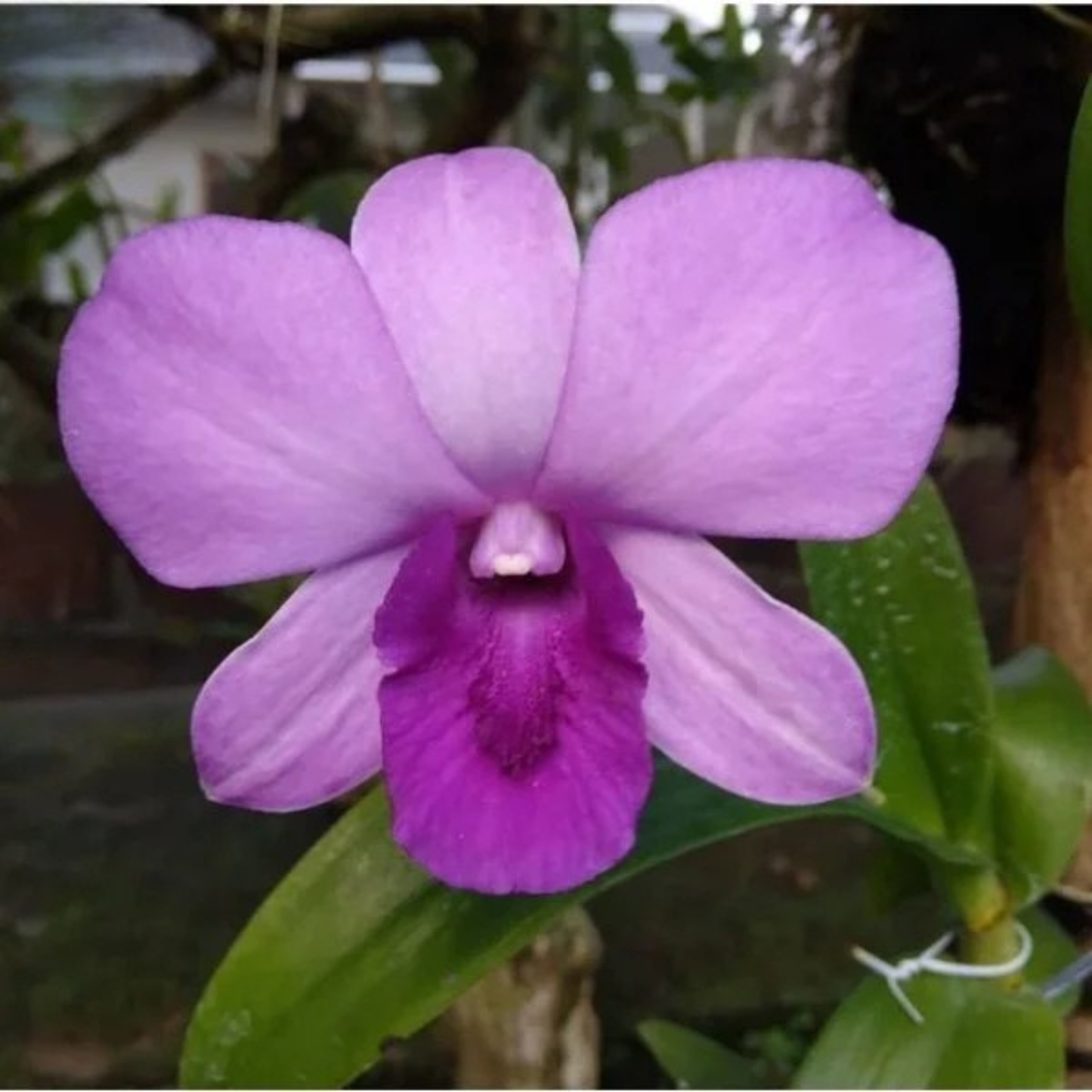 Dendrobium Blue Planet – Blooming Size