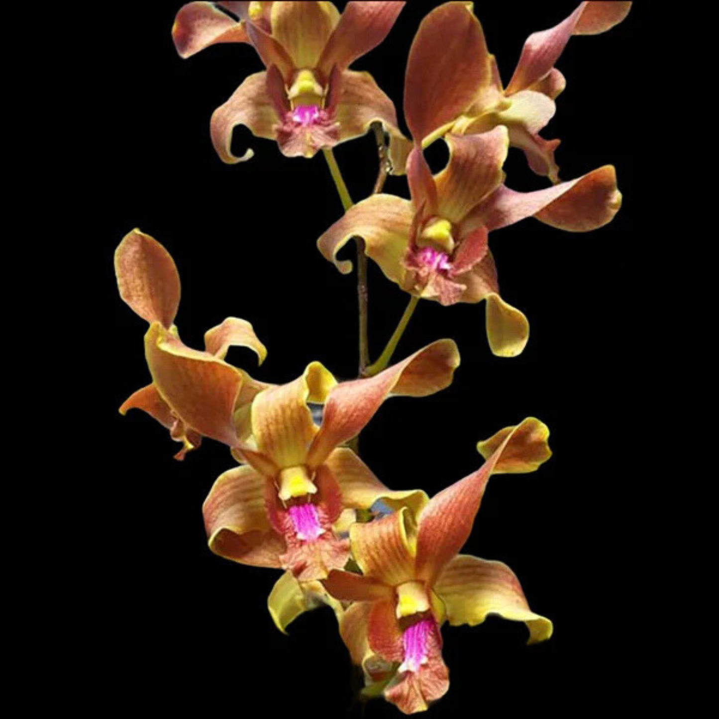 Dendrobium Burana Jade x Lasianthara – Blooming Size
