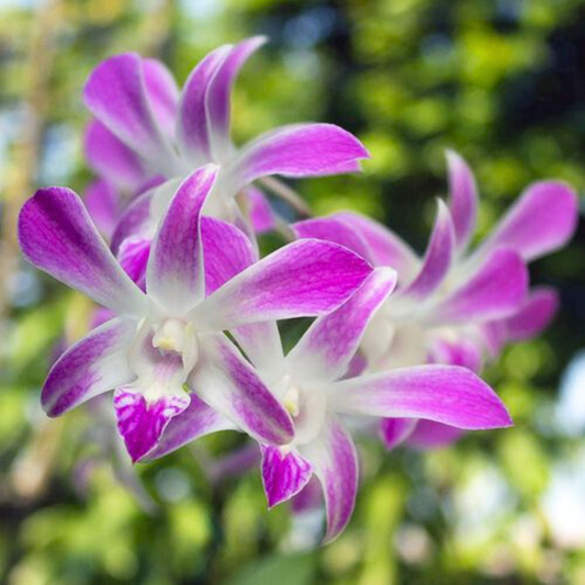 Dendrobium Ceasar 4N – Blooming Size
