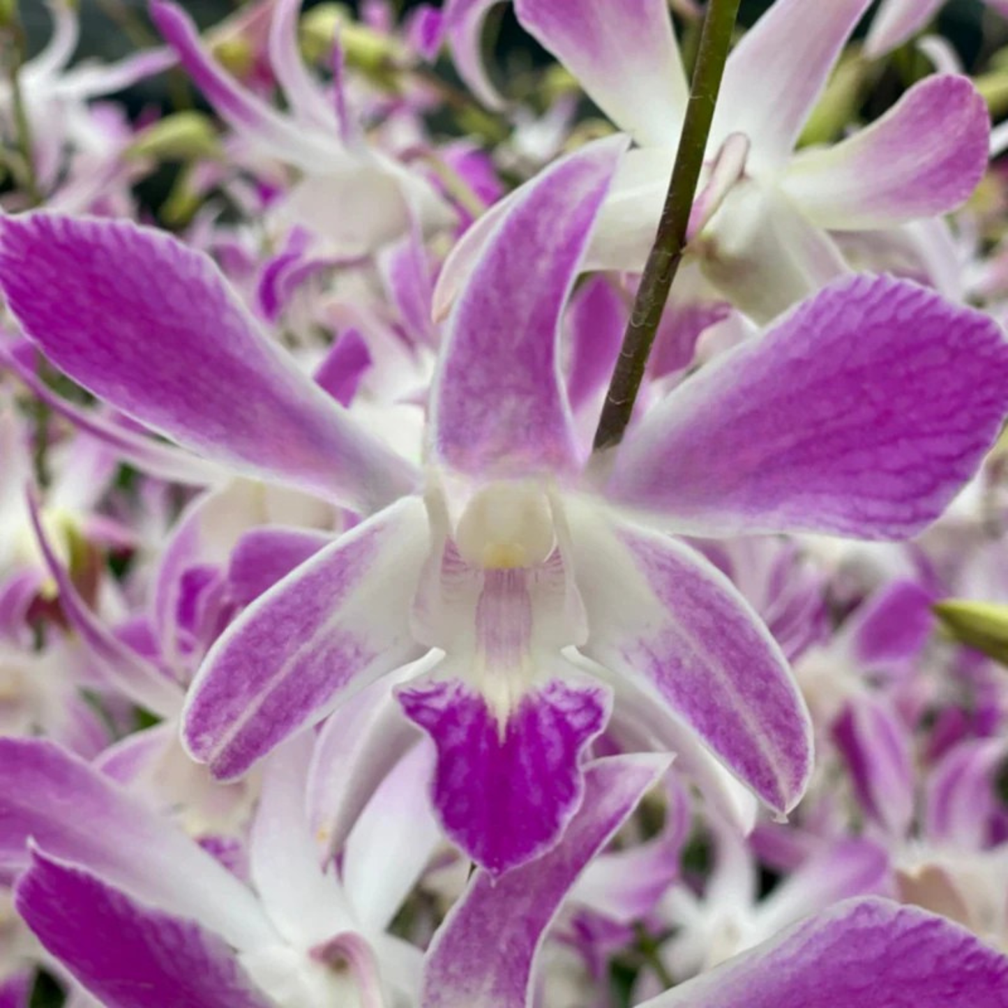 Dendrobium Ceasar 4N – Blooming Size