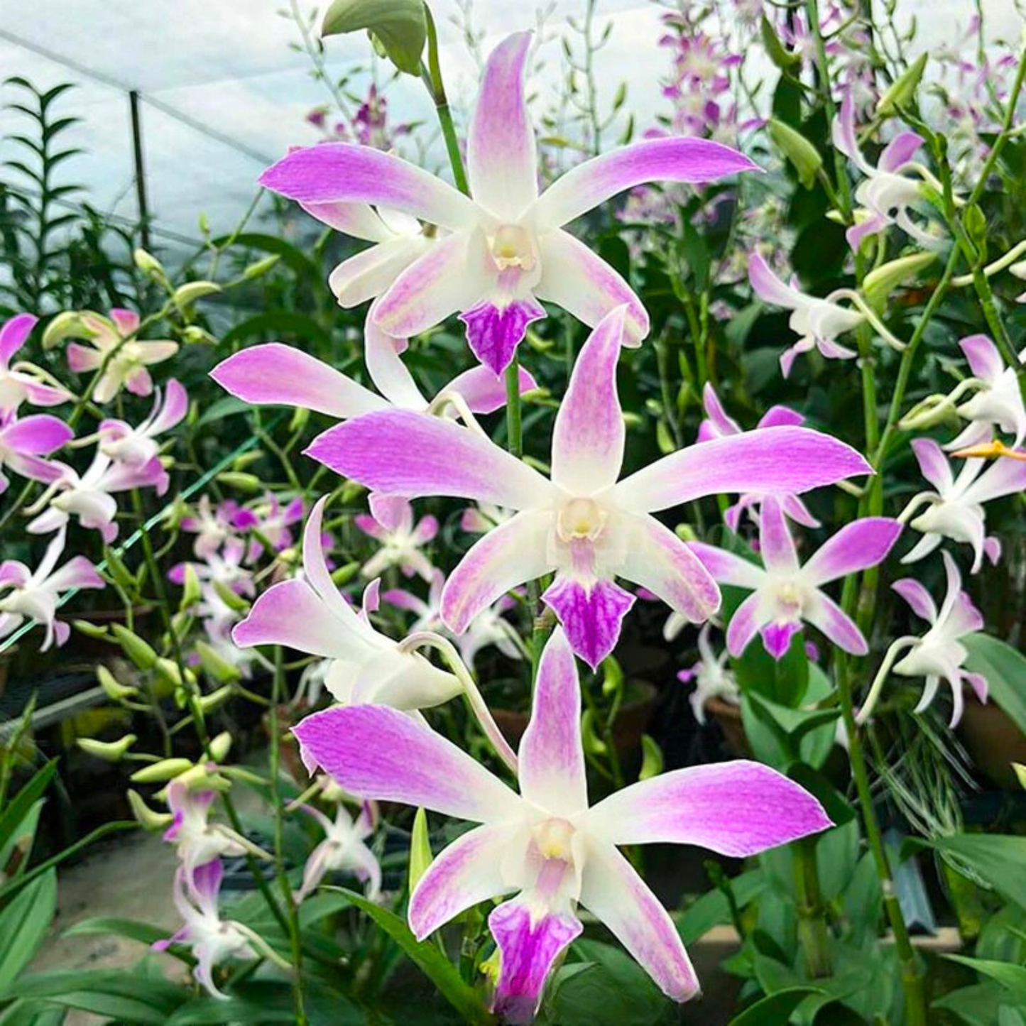 Dendrobium Ceasar 4N – Blooming Size