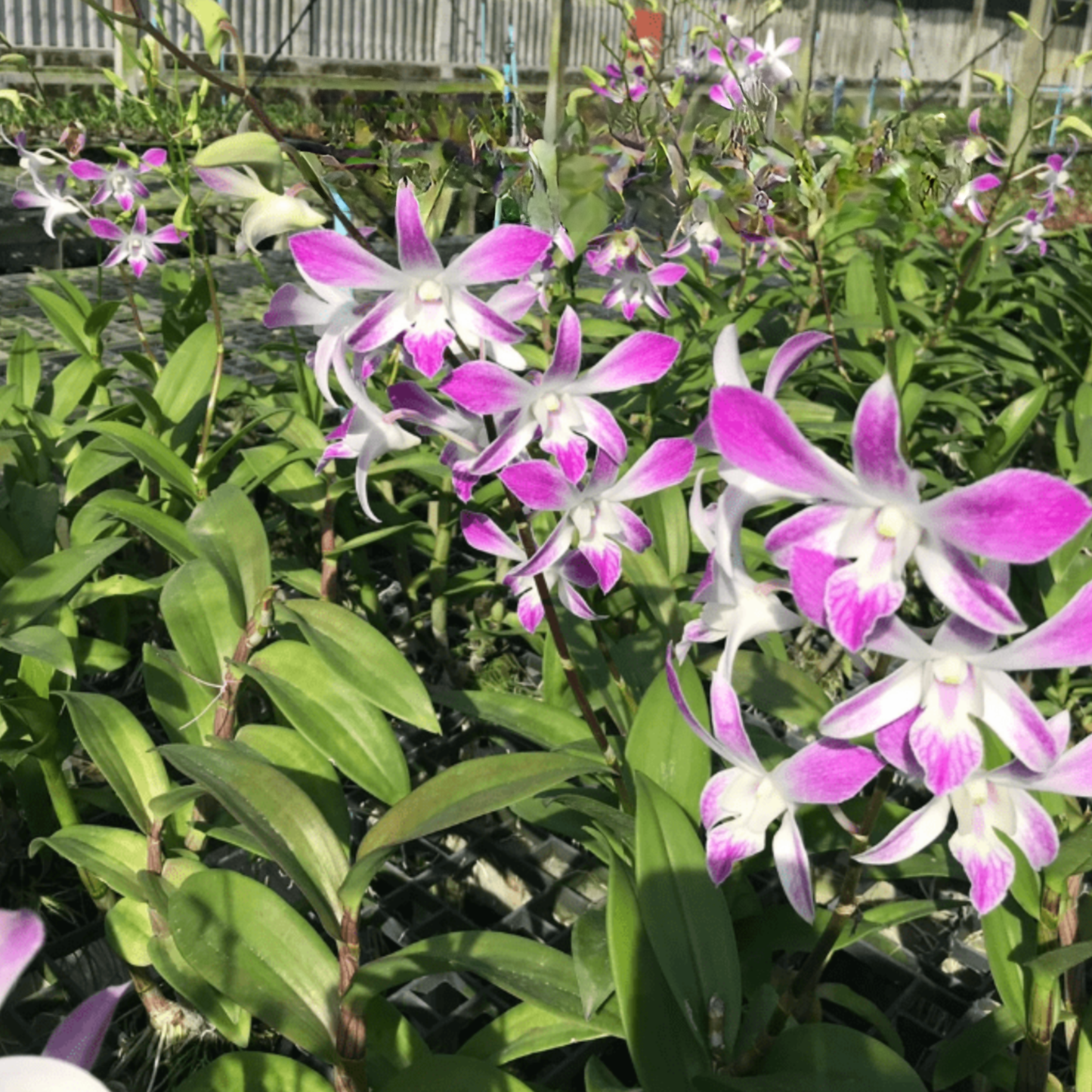 Dendrobium Ceasar 4N – Blooming Size