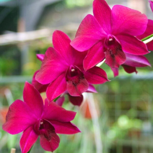 Dendrobium Charack Red – Blooming Size
